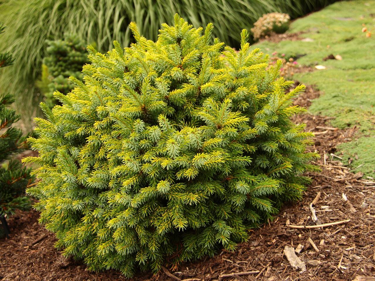 Picea omorika Peve Tijn conifers tricolor needles globose mounding pyramidal