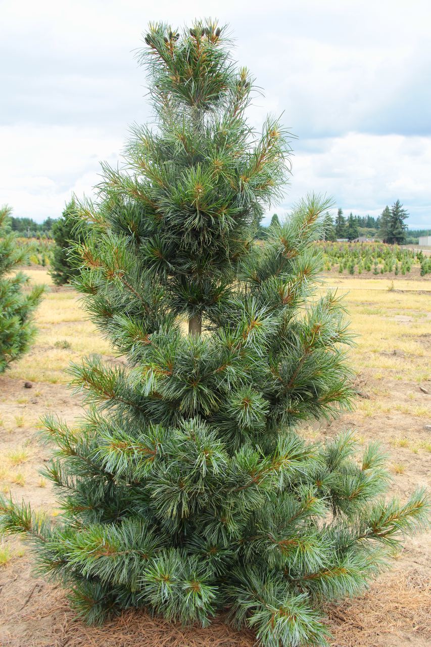 Pinus koraiensis Morris Blue pine conifer evergreen blue needles narrow pyramidal korean cones