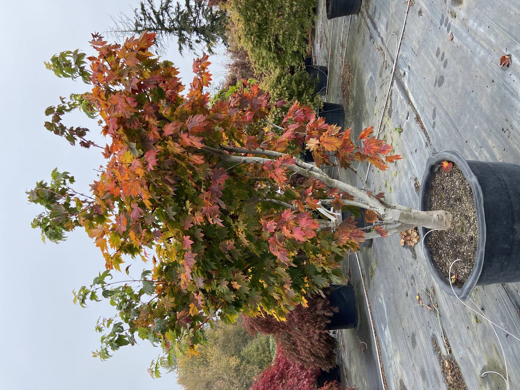 Acer japonicum Taki no gawa Japanese maple Full Moon leaves color green red orange purple