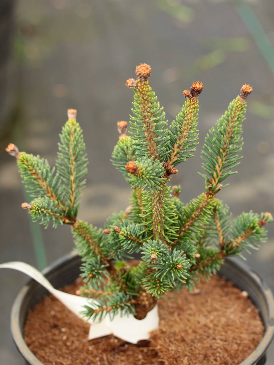 Picea glauca Little Monster conifer green needles structural miniature