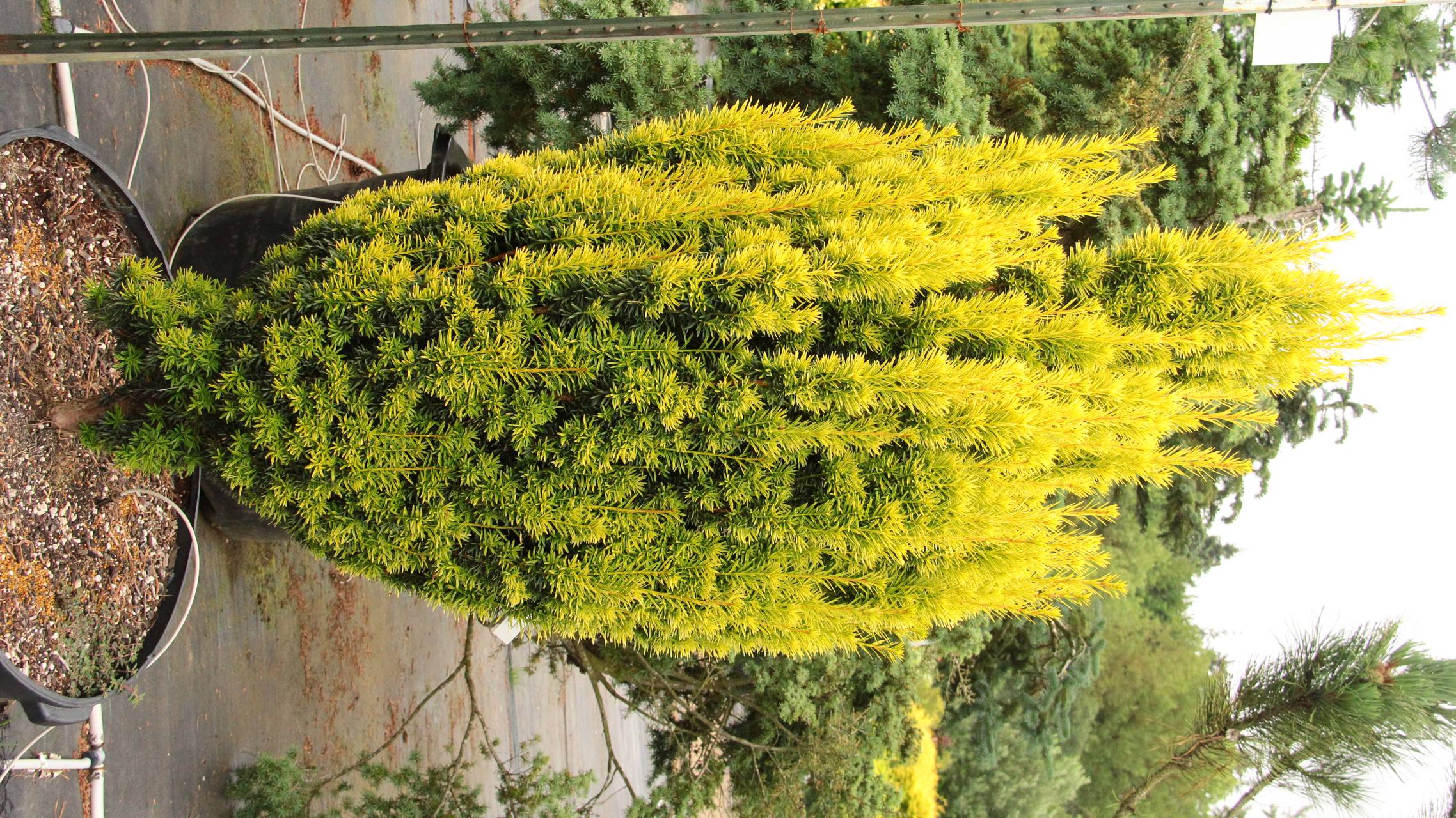 Taxus baccata Icicle conifer green yellow white dense conical upright