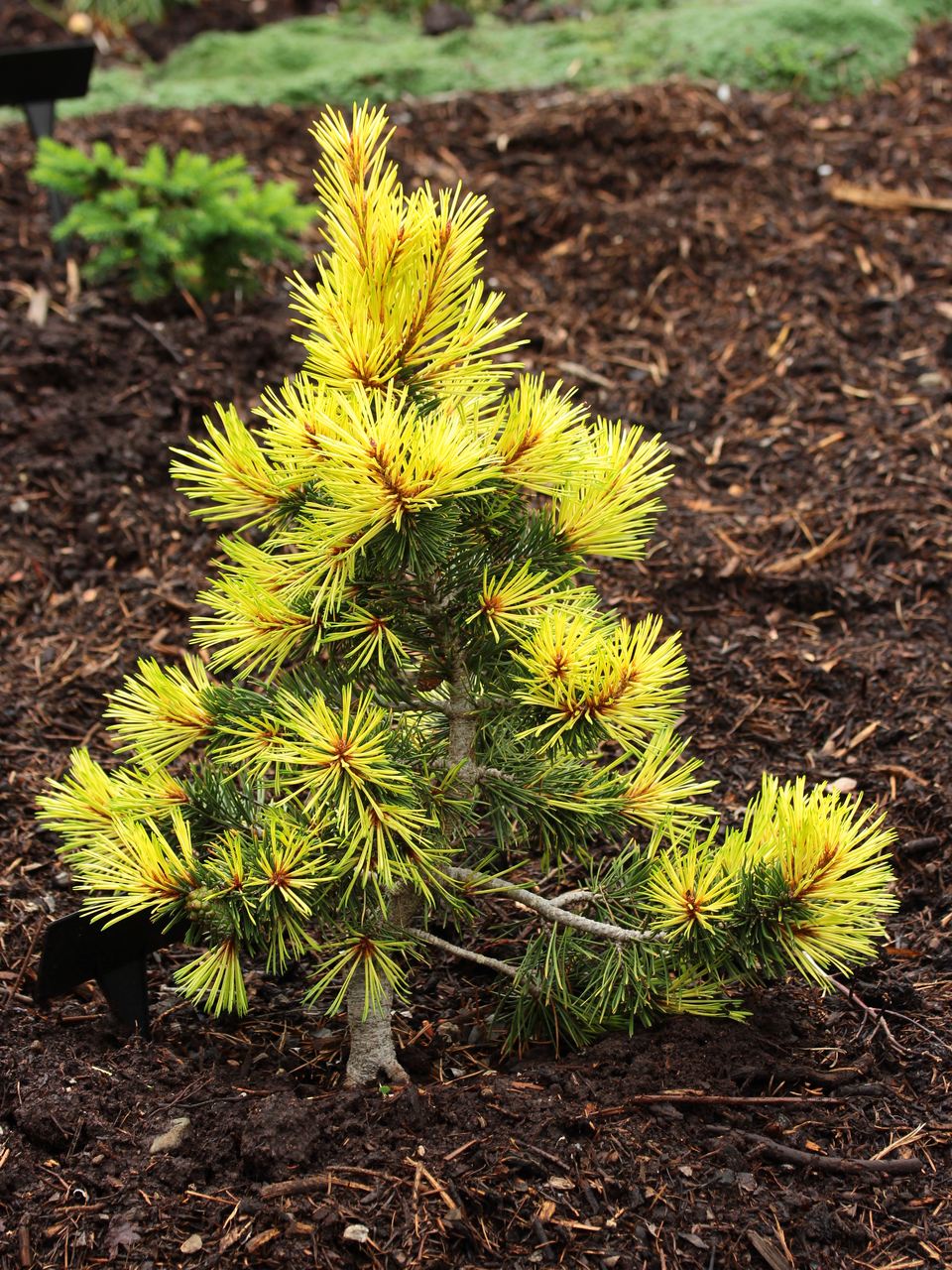Pinus contorta var latifolia Taylor's Sunburst pine evergreen conifer lodgepole yellow needles pollen cones