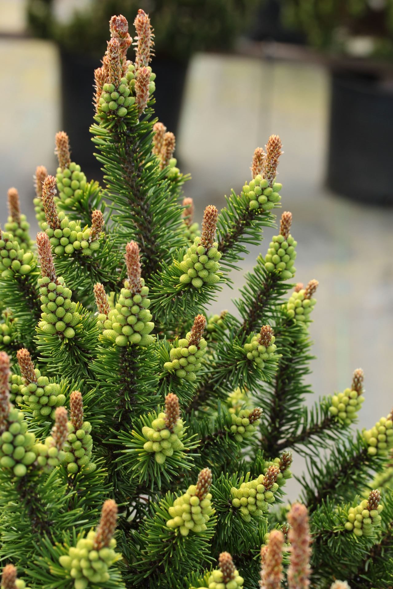 Pinus mugo Paul's Dwarf pine mugo conifer evergreen needles green dwarf