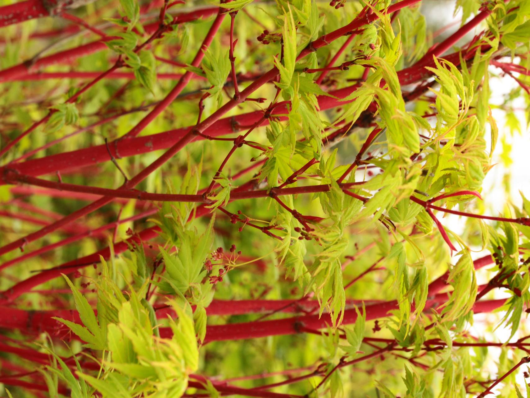 Acer palmatum Sango kaku Japanese maple coral red bark color