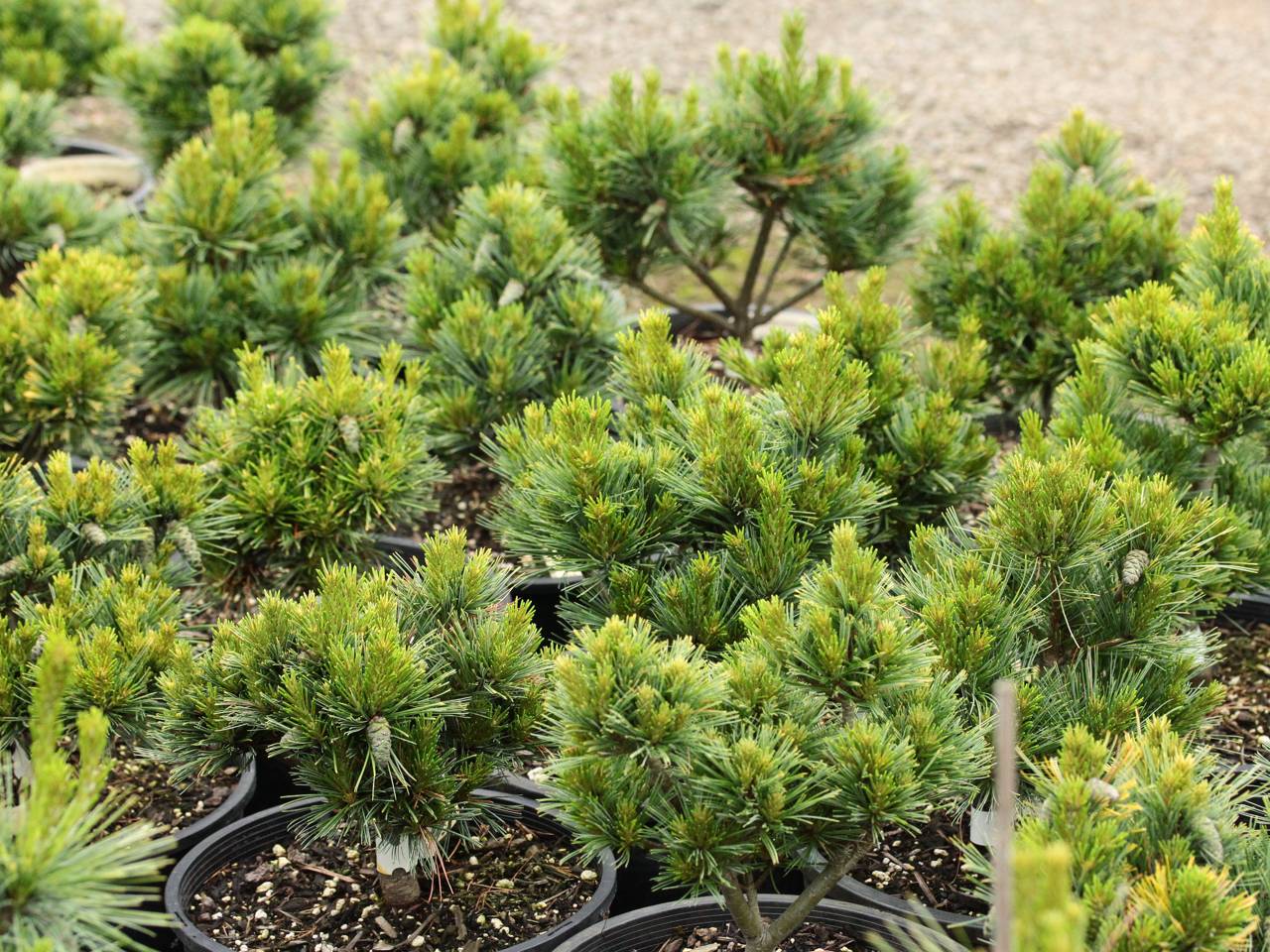 Pinus strobus Beal's Starry Night conifer stufts green small compact