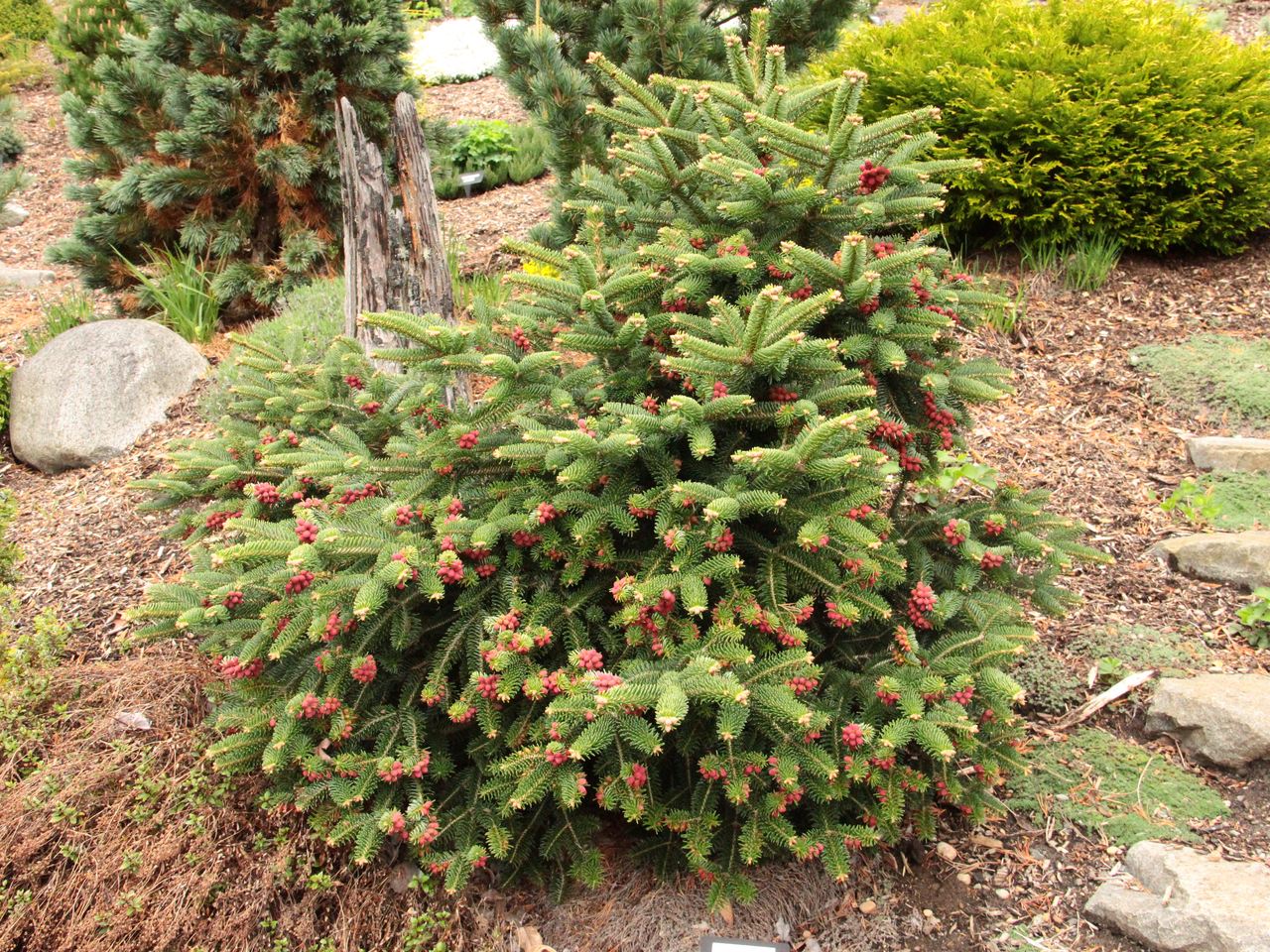 Abies cephalonica Meyer's Dwarf fir evergreen conifer green needles drought tolerance