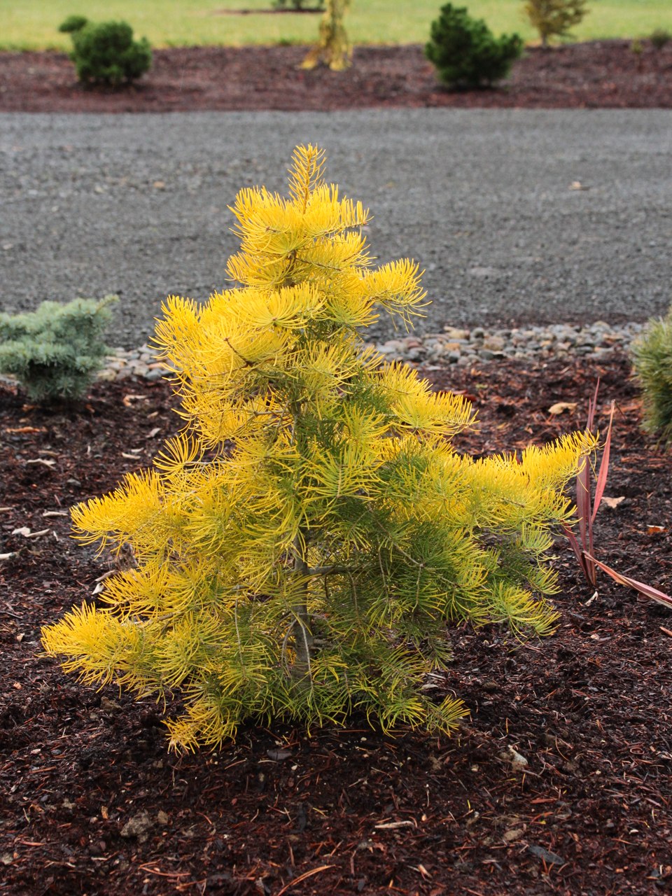 Abies concolor Wintergold fir conifer evergreen gold yellow pyramidal