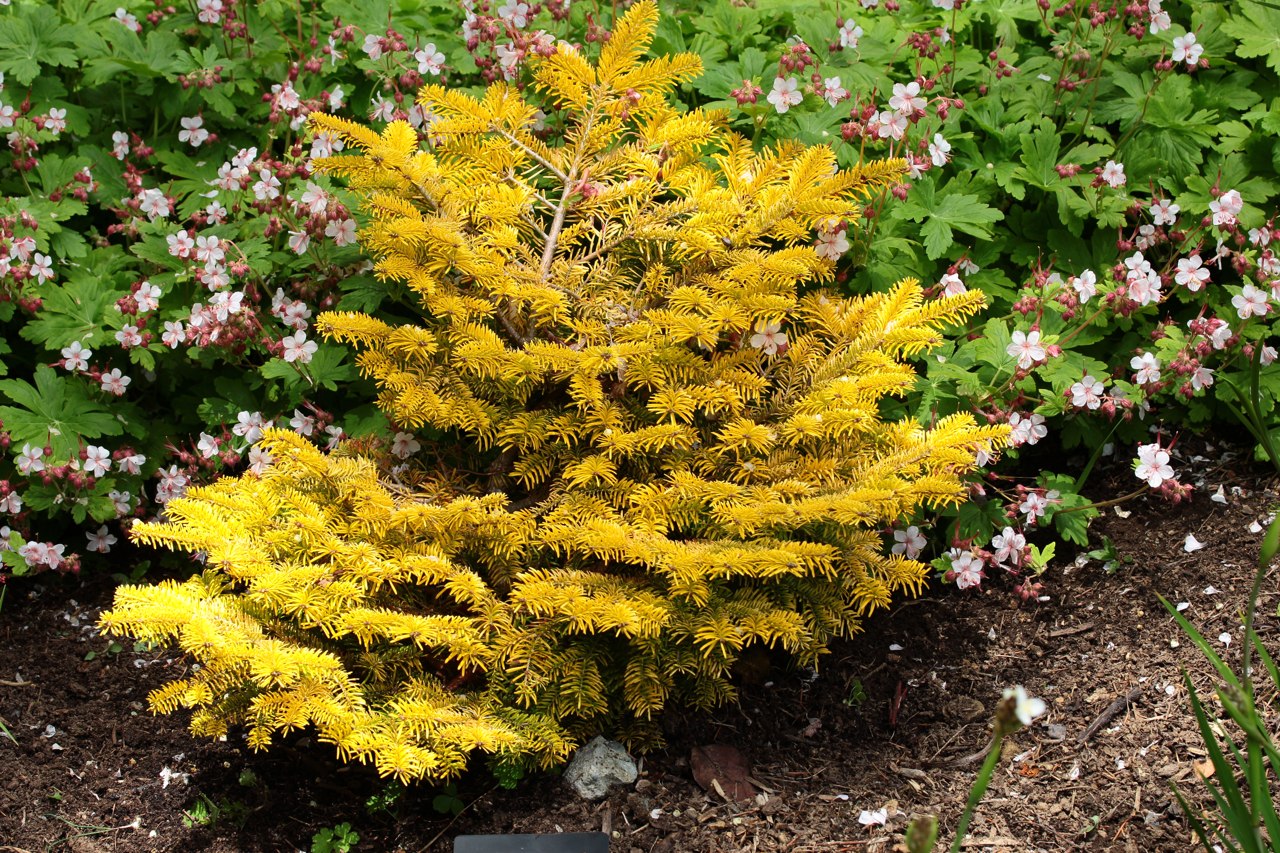 Abies nordmanniana Golden Spreader Nordmann fir dwarf squat conifer evergreen gold yellow