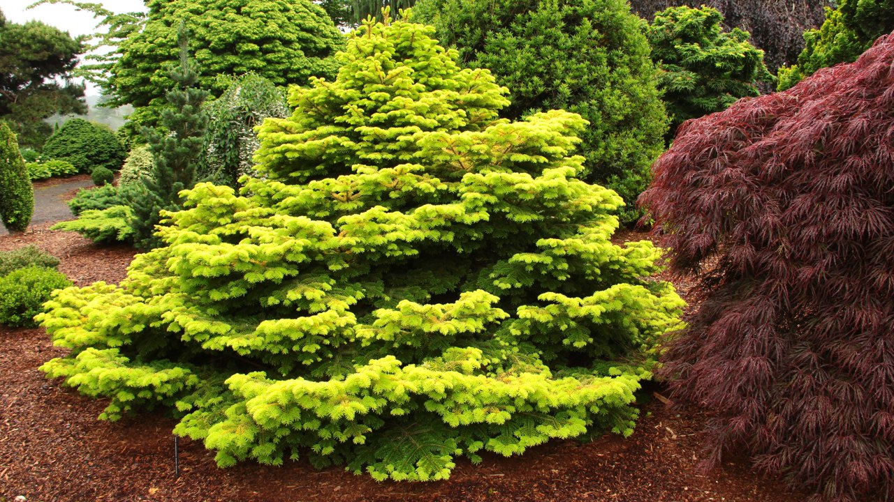 Abies nordmanniana Golden Spreader Nordmann fir dwarf squat conifer evergreen gold yellow