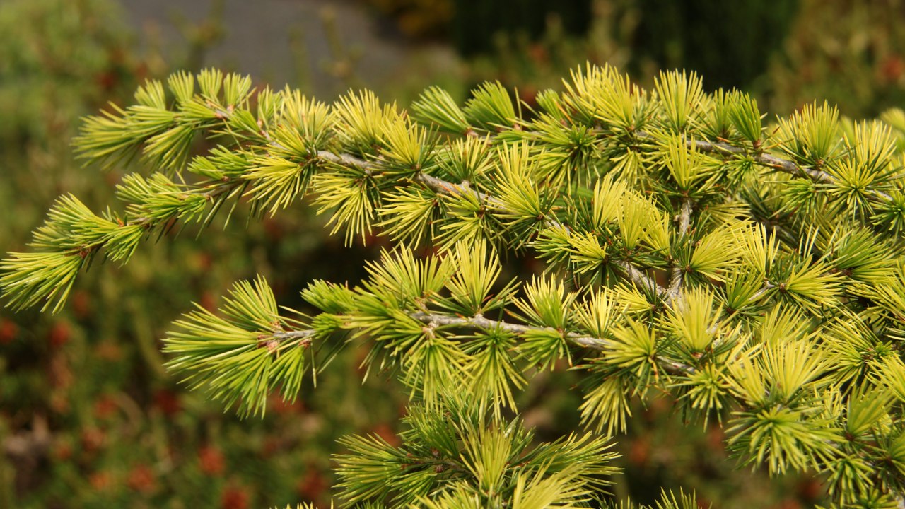 Cedrus atlantica Sahara Ice Atlas cedar evergreen conifer blue white dwarf pyramidal