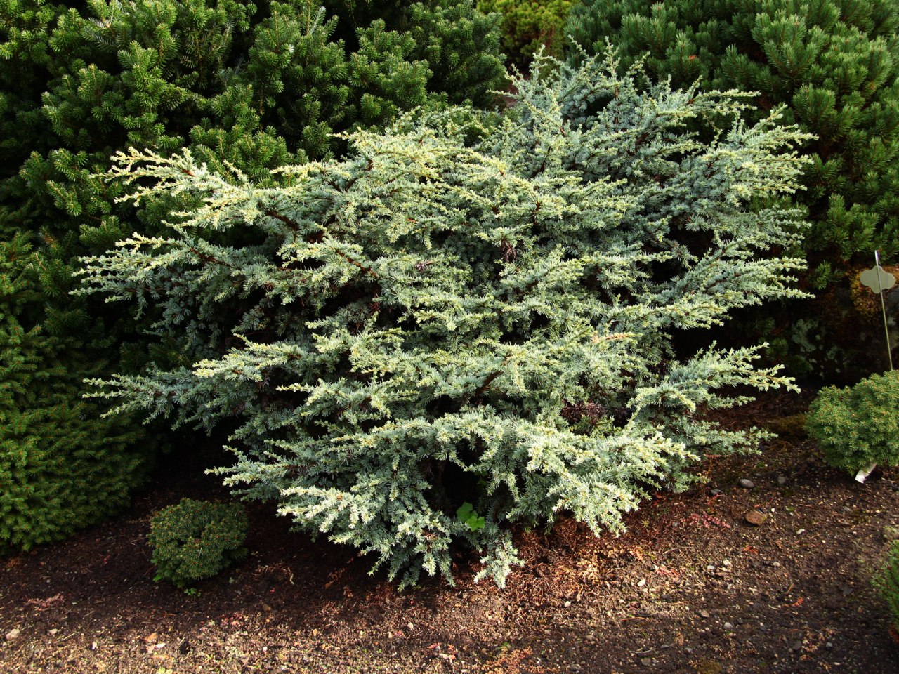 Cedrus atlantica Sapphire Nymph Atlas cedar evergreen conifer blue prostrate miniature