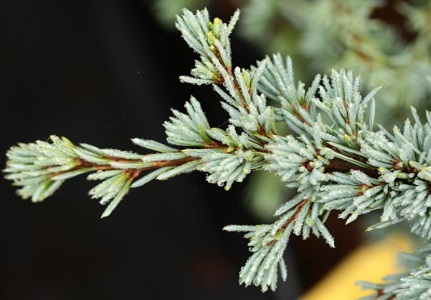 Cedrus atlantica Sapphire Nymph Atlas cedar evergreen conifer blue prostrate miniature