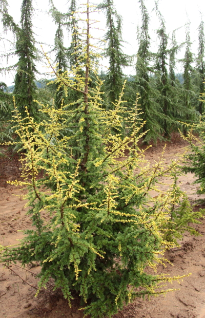 Cedrus atlantica Silberspitz Atlas cedar evergreen conifer silver blue green needles