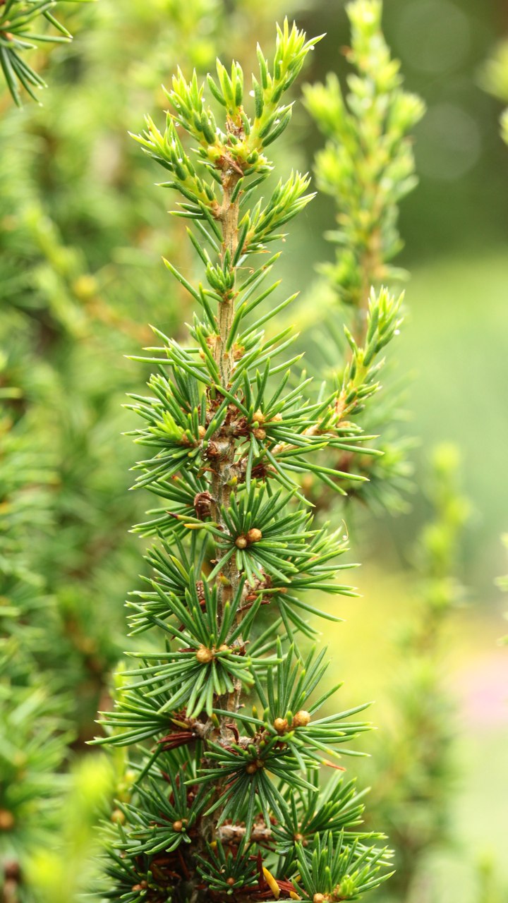 Cedrus brevifolia Kenwith Cyprus Cypriot cedar evergreen conifer gray green needles miniature irregular form