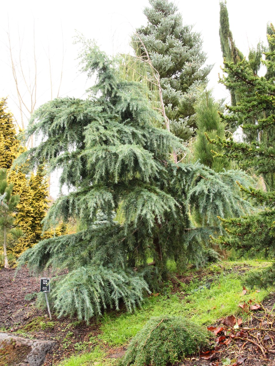 Cedrus deodara Feelin' Blue Deodar Himalayan cedar evergreen conifer blue needles weeping