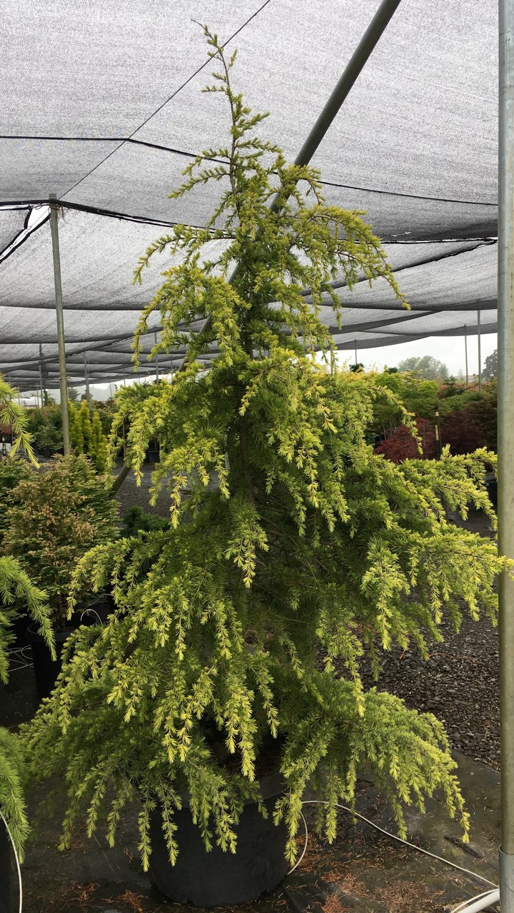 Cedrus deodara Gold Cascade Deodar Himalayan cedar evergreen conifer gold needles dwarf weeping