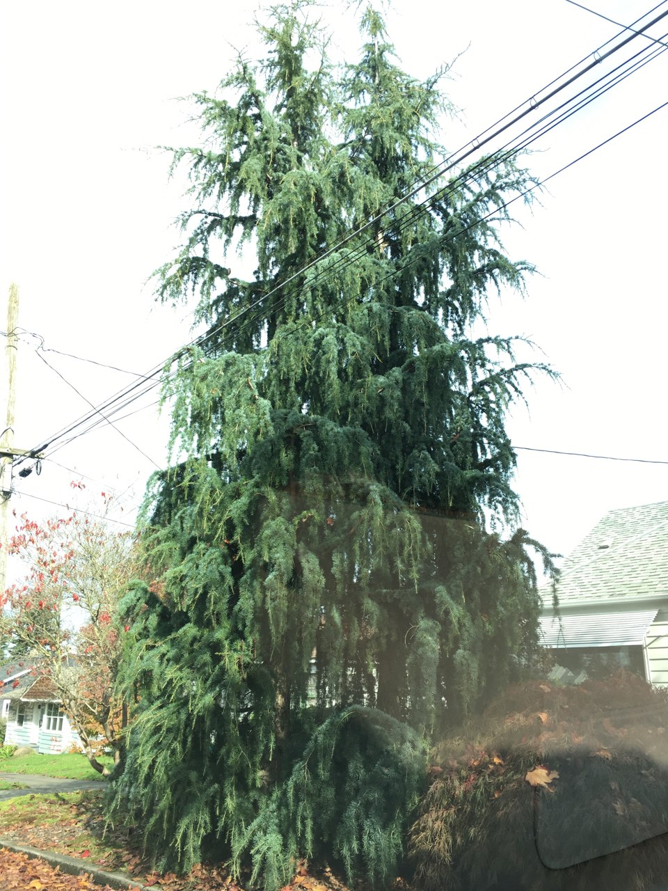 Cedrus libani Blue Angel Cedar of Lebanon evergreen conifer blue needles