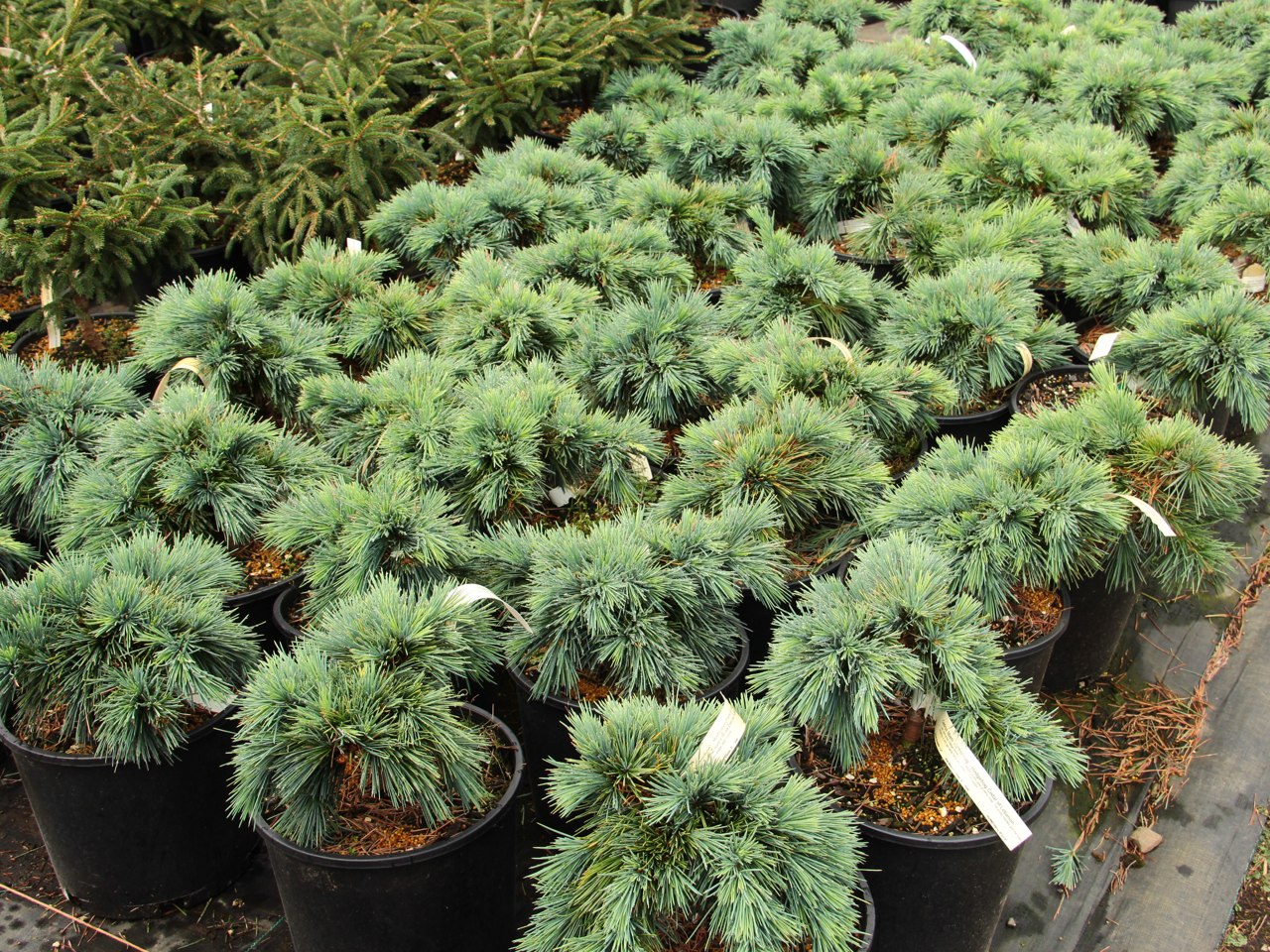 Cedrus libani Hedgehog Cedar of Lebanon evergreen conifer blue green needles miniature mounded