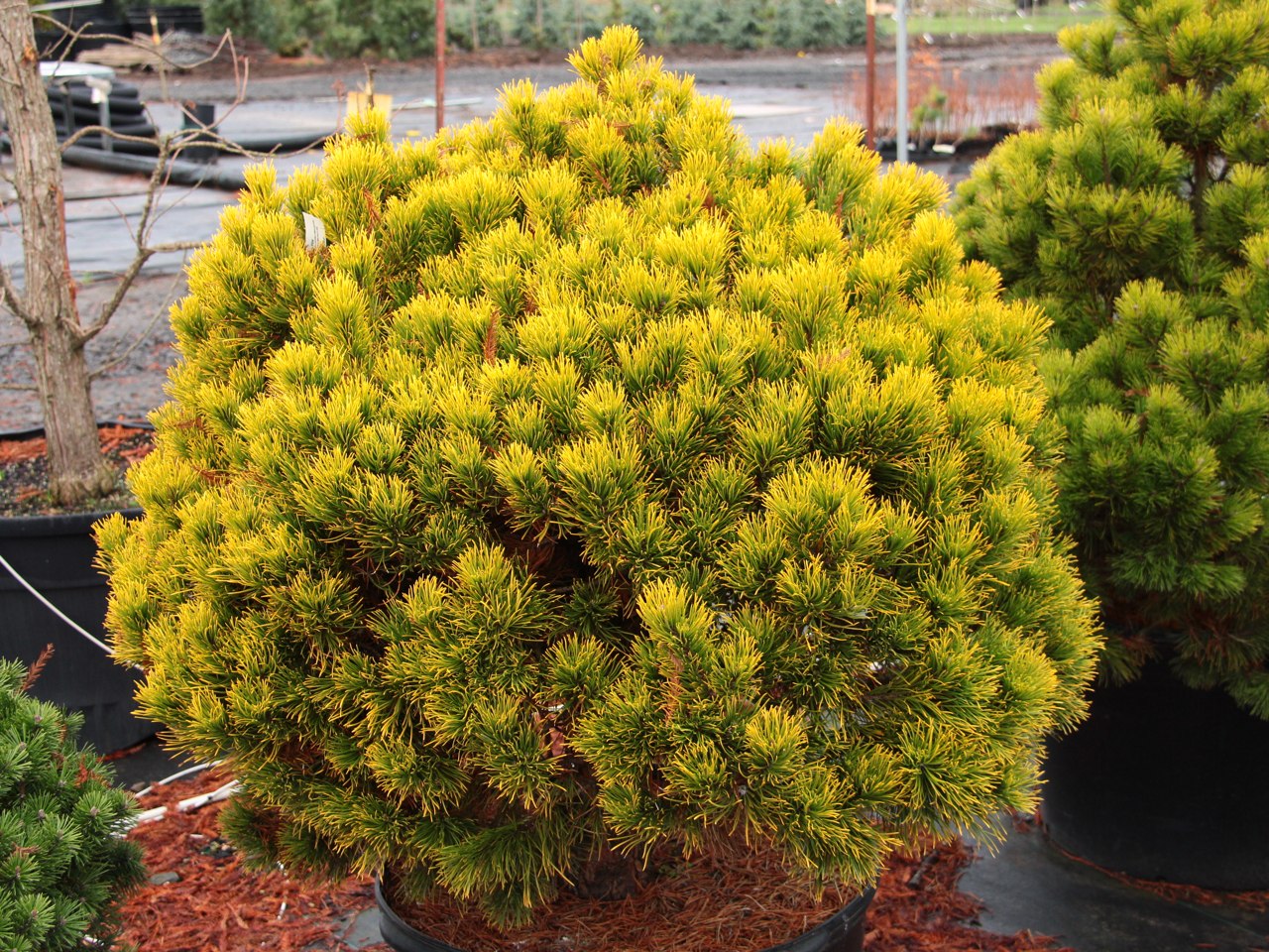 Pinus mugo Carstens pine conifer evergreen globose yellow gold