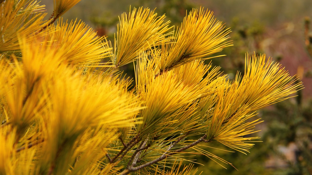 Pinus strobus Louie white pine globose pyramidal evergreen conifer gold yellow