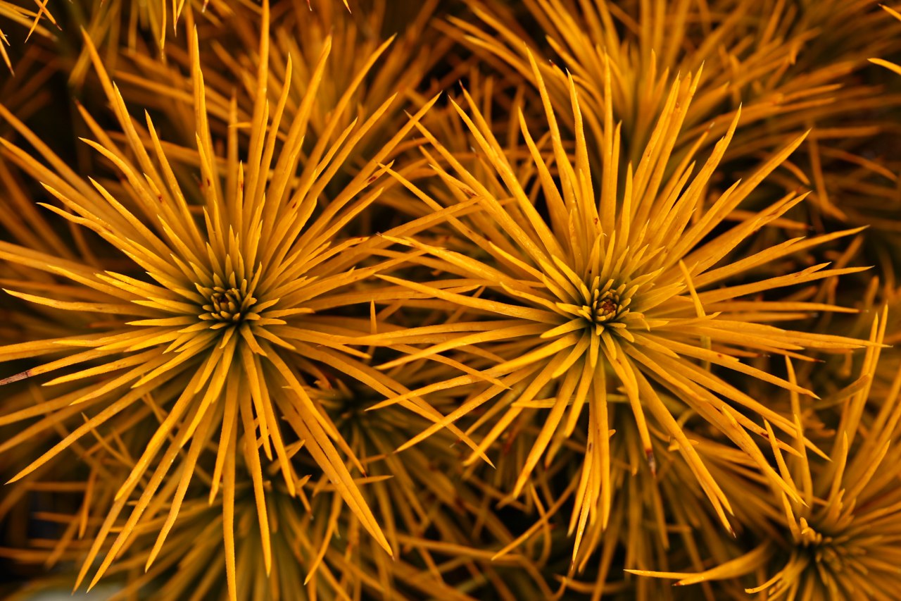 Pinus sylvestris Moseri Scots pine evergreen conical conifer gold yellow winter