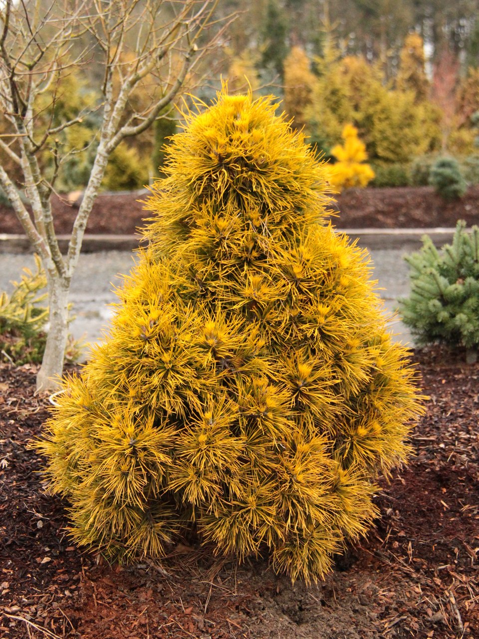 Pinus sylvestris Moseri Scots pine evergreen conical conifer gold yellow winter
