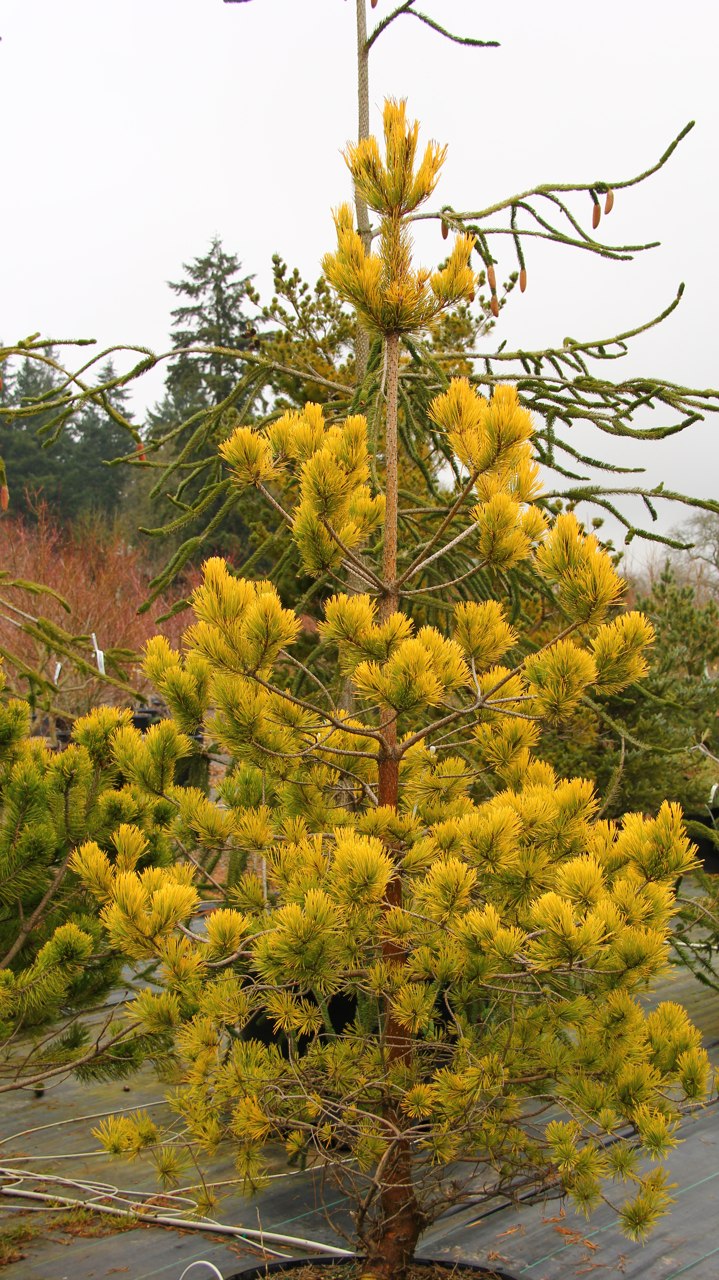 Pinus sylvestris Nisbet's Gold Scots pine evergreen globose pyramidal conifer gold yellow winter