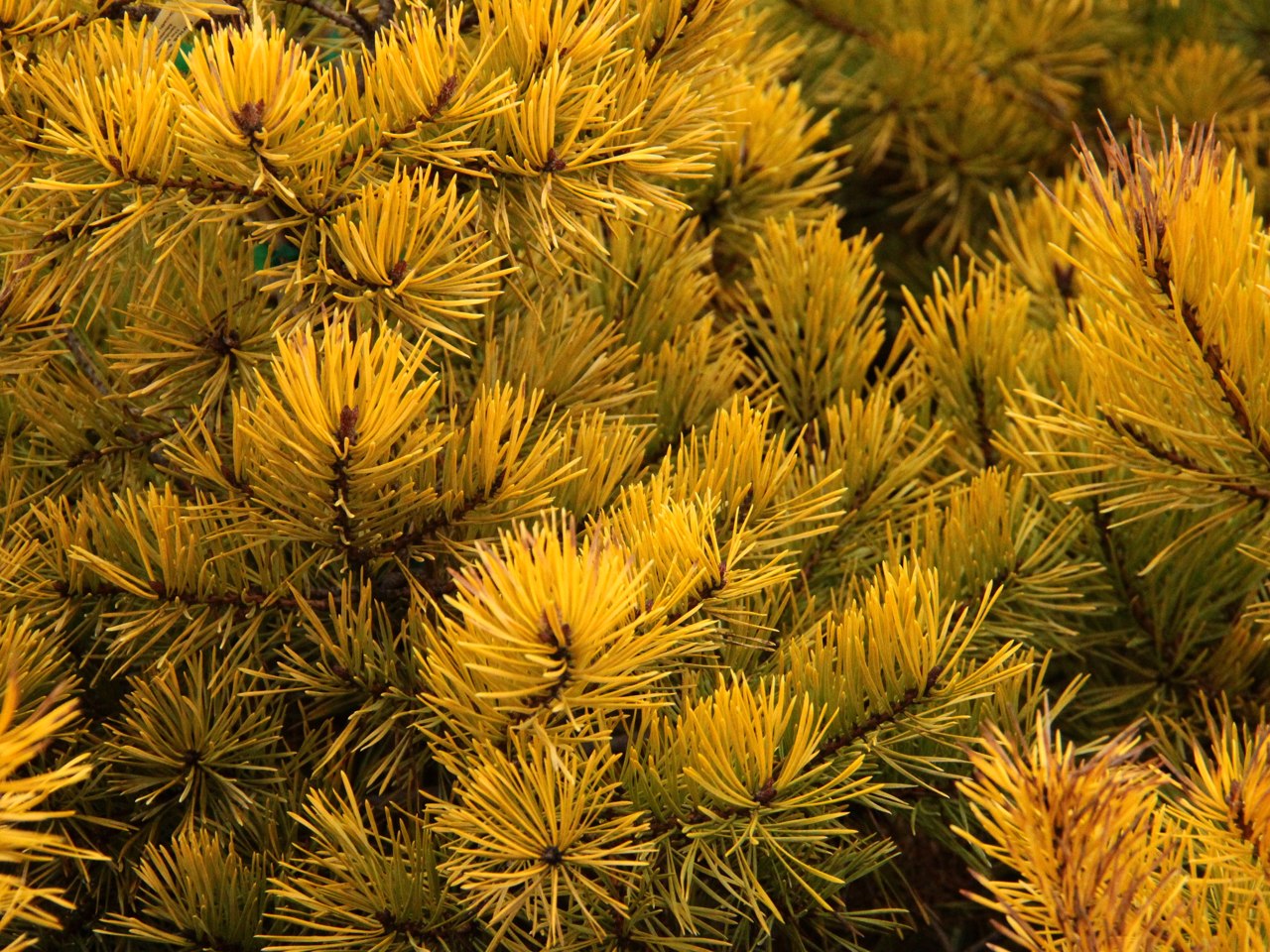 Pinus sylvestris Nisbet's Gold Scots pine evergreen globose pyramidal conifer gold yellow winter