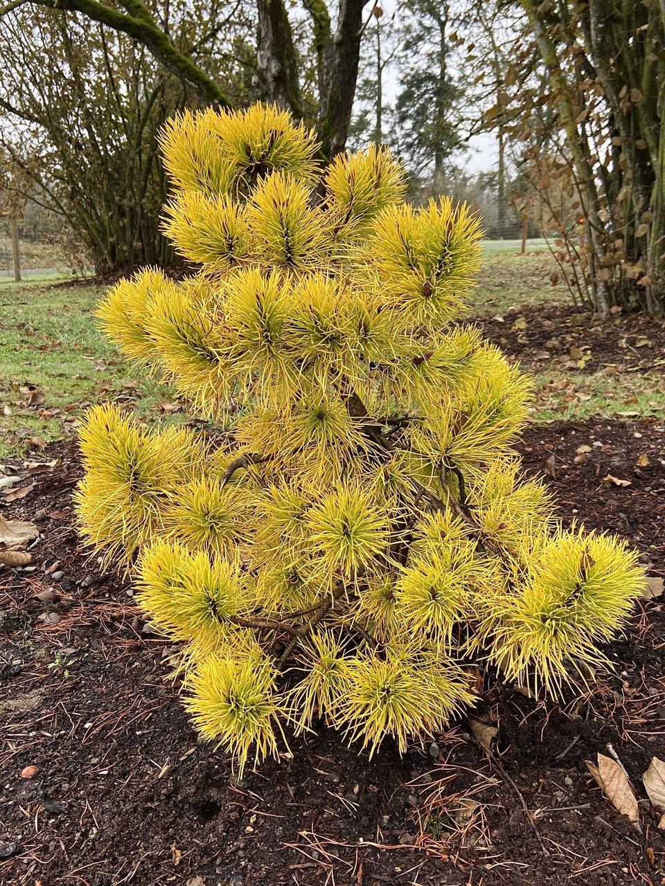 Pinus contorta var. latifolia Chief Joseph pine dwarf pyramidal conifer evergreen gold yellow