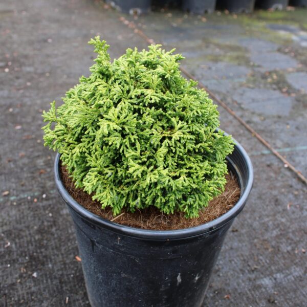 Leprechaun Hinoki Cypress