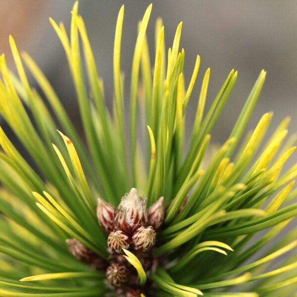 Pinus heldreichii (leucodermis) 'White Cloud' Bosnian Pine