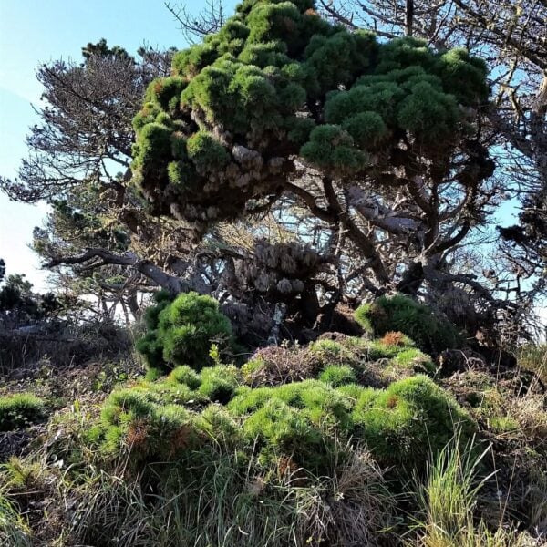 Pinus muricata 'Salt Point' Bishop Pine