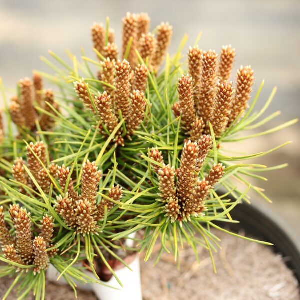 Pinus nigra 'Moravsky jizni kriz' Austrian Pine