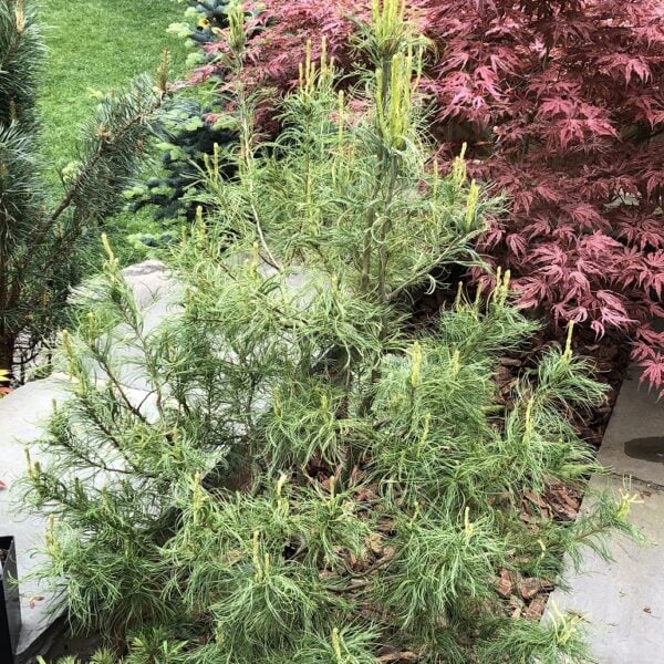 Pinus strobus 'Emily's Fuzzy Wuzzy' Eastern White Pine