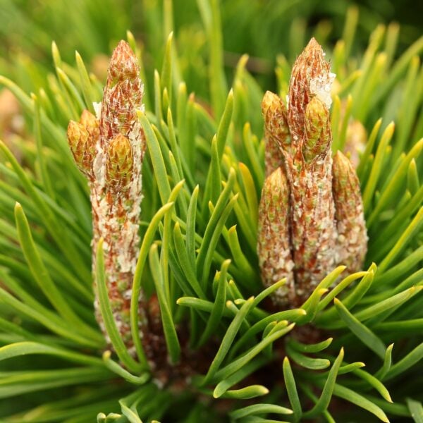 Pinus virginiana 'Tyler' Virginia Pine