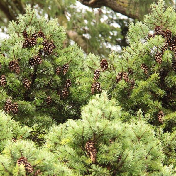 Pseudotsuga menziesii 'Englewood' Douglas Fir
