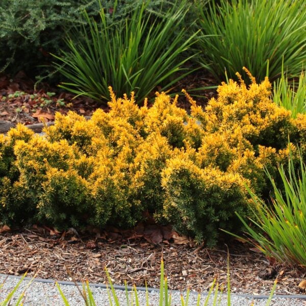 Taxus cuspidata 'Nana Aurescens' Dwarf Golden Japanese Yew