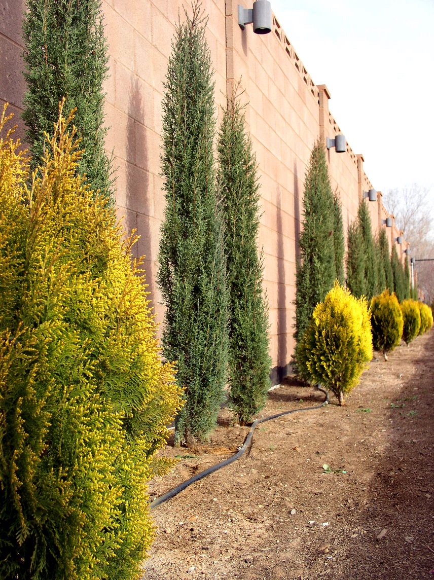 Buy Cupressus sempervirens 'Stricta'Italian Cypress Conifer Kingdom