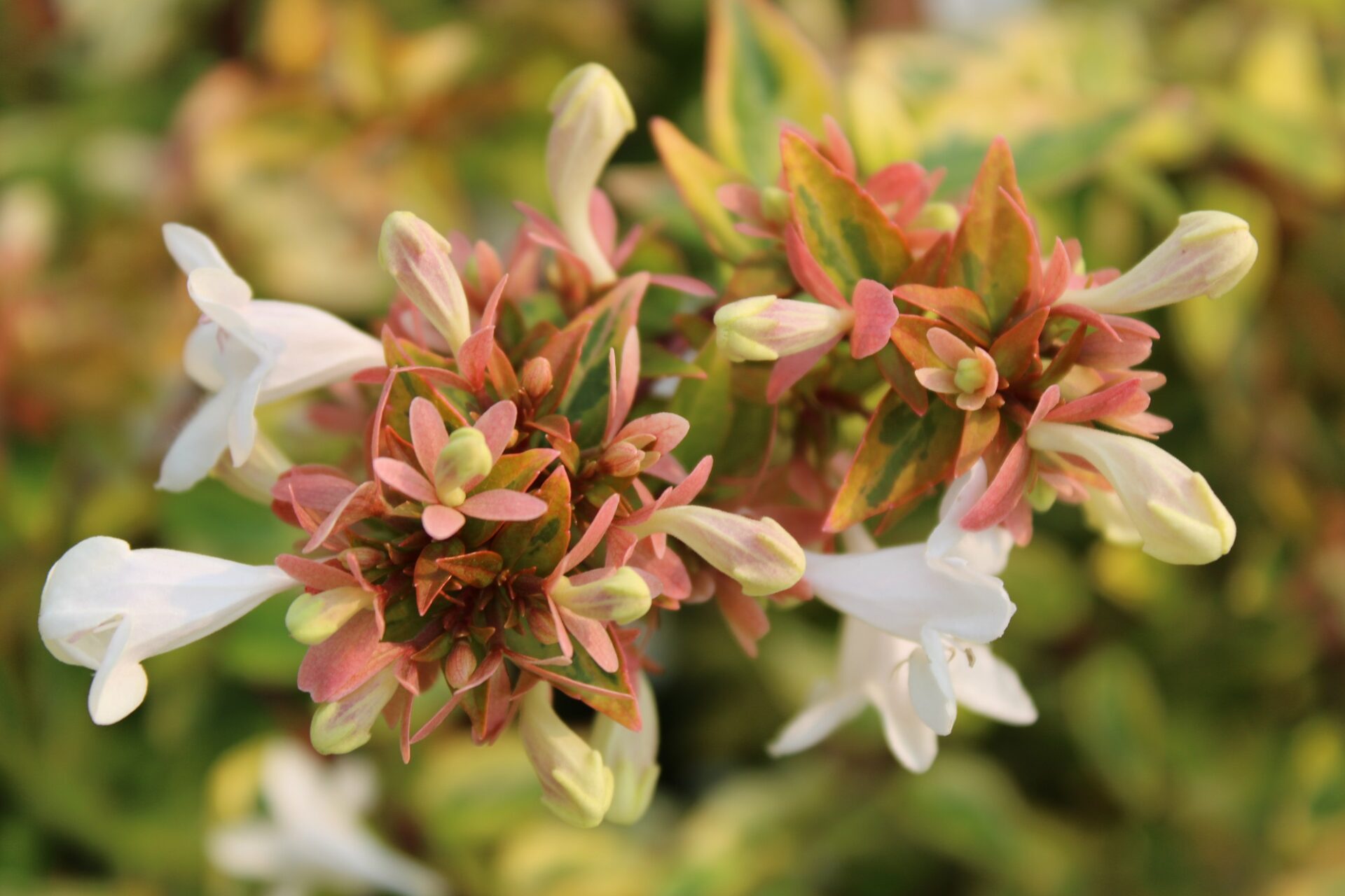 Abelia x grandiflora ‘Kaleidoscope’
