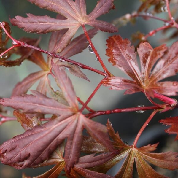Acer shirasawanum 'Purple Umbrella' Full Moon Maple