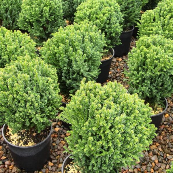 Cryptomeria japonica 'Compressa' Compressed Japanese Cedar