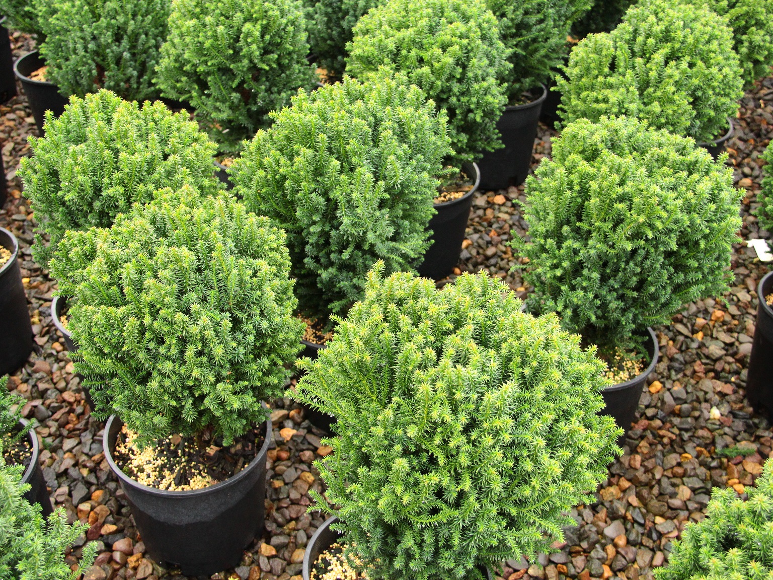 Cryptomeria japonica 'Compressa'