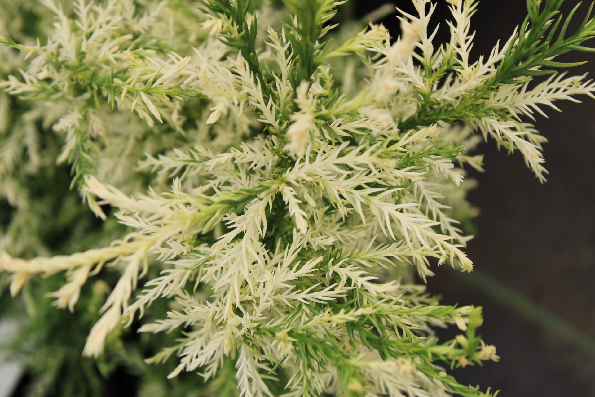 Buy Cryptomeria Japonica Knaptonensis Japanese Cedar Of Knapton buy-cryptomeria-japonica-knaptonensis-japanese-cedar-of-knapton