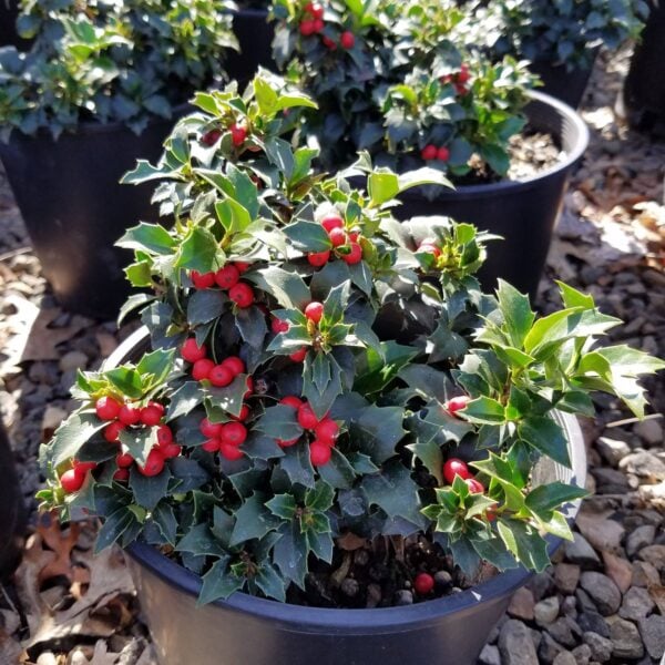 Ilex x 'Rock Garden' Japanese Holly