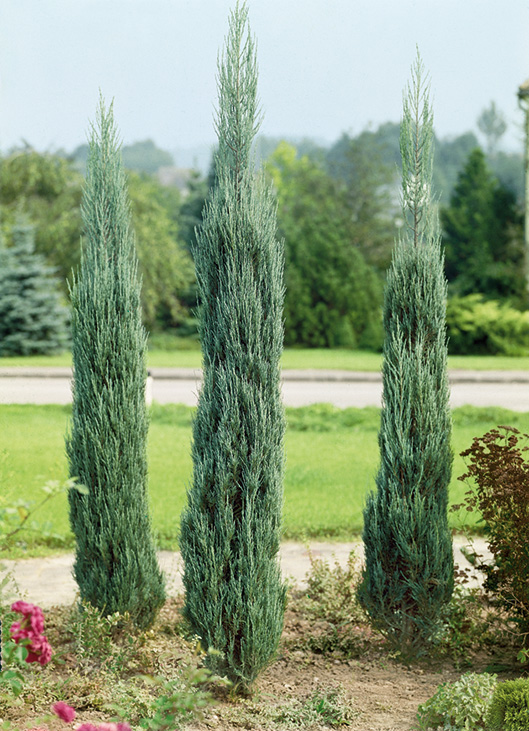 skyrocket juniper for sale