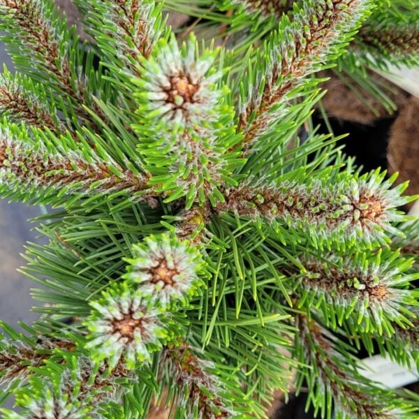 Pinus nigra 'Pinwheel' Austrian Pine