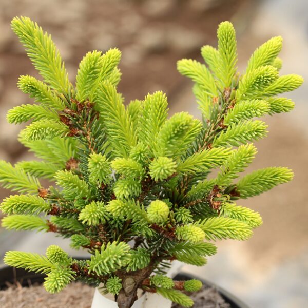 Picea glauca 'Moonshine' White Spruce