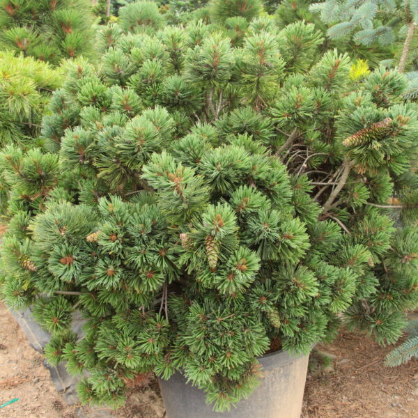 Pinus flexilis 'Tara Mae' Limber Pine