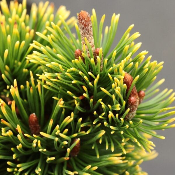 Pinus mugo 'Elf' Mugo Pine