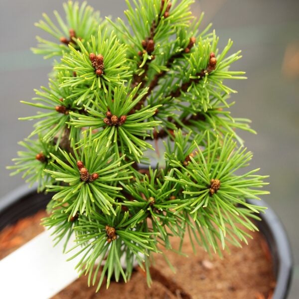 Pinus mugo 'Real Little' Mugo Pine